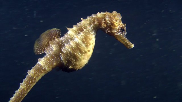 Sea horse slowly swims in the water column, close-up.
