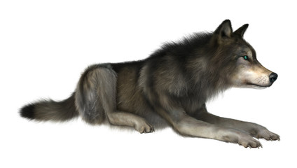 Wild Wolf on White