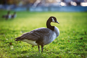 One grey and white goose on a farm field walking on green grass.