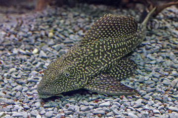 Closeup  of a tropical redtail catfish, Phractocephalus hemioliopterus, swimming in an aquarium.