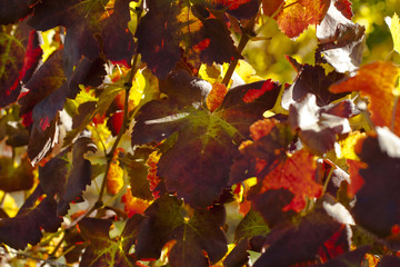Vinery leaves closeup in Cavaion, Verona Italy