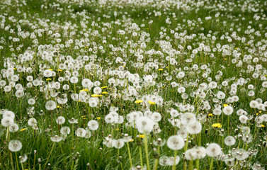 Fototapeta premium White dandelions on a green meadow in Spring