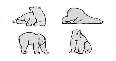Polar bear vector illustration