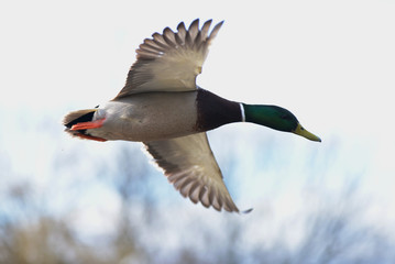 Mallard, Duck, Anas platyrhynchos