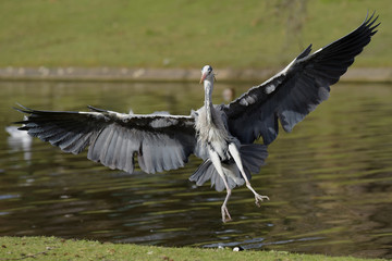 Grey Heron, Ardea cinerea