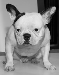 French bulldog looks smart in home, Focus selection and some spo