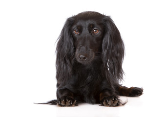 black dachshund dog on white