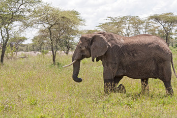 Adult elephant with big tusks goes in profile on savanna. Serengeti National Park, Great Rift Valley, Tanzania, Africa. 
