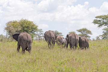 Elephant herd with calf go away in savanna. Serengeti National Park, Great Rift Valley, Tanzania, Africa. 
