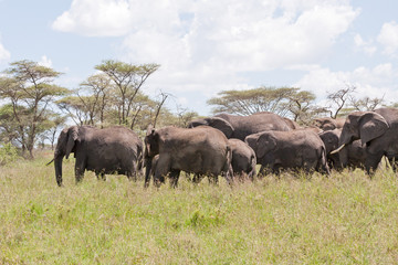 Fototapeta premium Elephant herd go in profile on savanna against cloudy sky background. Serengeti National Park, Great Rift Valley, Tanzania, Africa. 