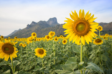 Sunflower field in front of mountain