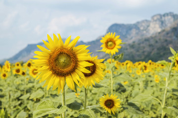 Obraz premium Sunflower field