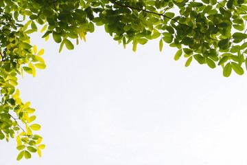 Fototapeta na wymiar Green leafs in summer with white background 
