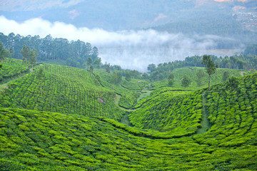 Panele Szklane Podświetlane  Plantacje herbaty w Munnar, Kerala, w południowych Indiach