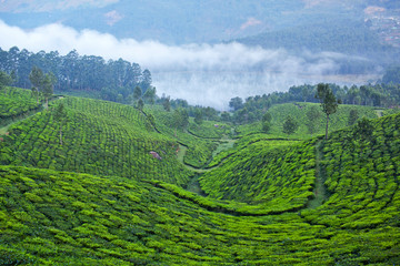 Tea plantations in Munnar, Kerala State, South India