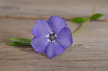 Beautiful blue flower periwinkle on wooden background