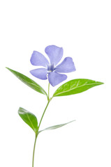 Fototapeta na wymiar Beautiful blue flower periwinkle on white background