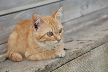 Cat outdoor