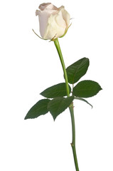 beautiful single white rose on a white background