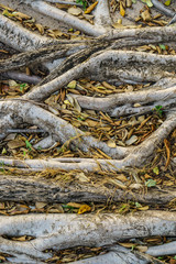 The root of the tree