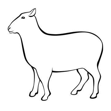 Sheep black white isolated illustration vector