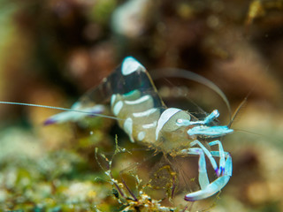 shrimp with sea anemone