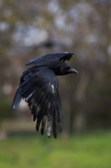 Carrion Crow