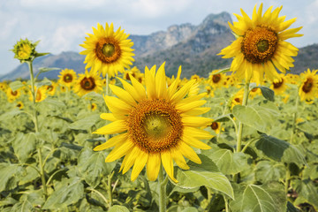 Fototapeta premium Sunflower field