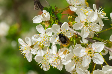 Branch with blossoming Ukrainian cherry with fat bumblebee feeding on new  blossom flowers