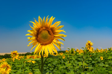 Agricultural field with beautiful sunflower at against blue sky at summer time in Ukraine