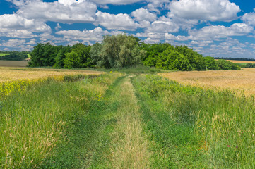 Ukrainian summer landscape with earth road between wheat fields