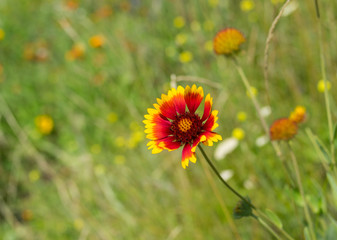 Wild field with Indian blanket flowers among native herbs at summer season in Ukraine