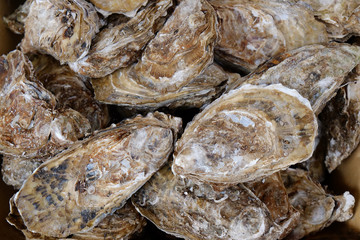 fresh oysters