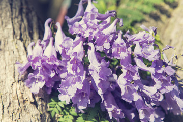 Jacaranda tree trunk with small flowers and sky