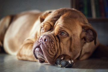 Dog de Bordeaux / French mastiff
