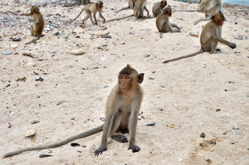 Monkey with cub on the beach.