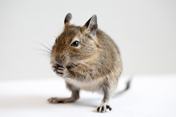 degu