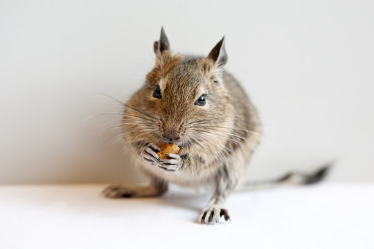 degu