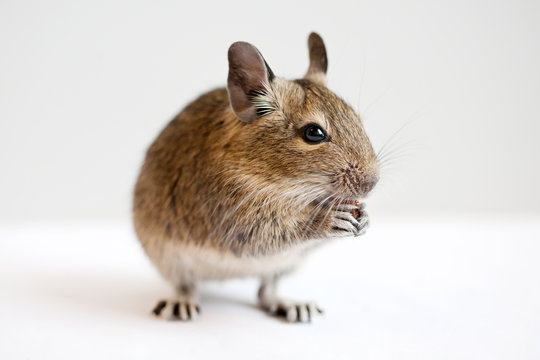degu