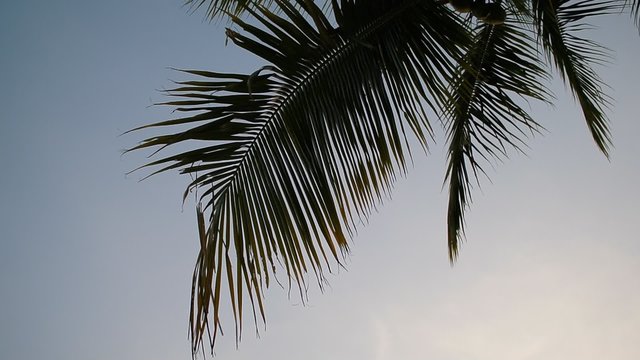 Coconut tree leaf with clear sky background