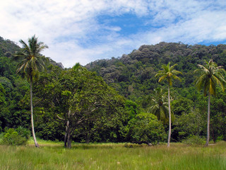 Fototapeta na wymiar Coconut palms and jungle.