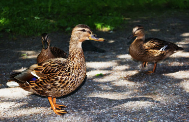 Wild duck in the  park