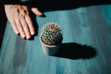 Cactus