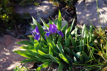 Irysy w ogrodzie skalnym © japko28