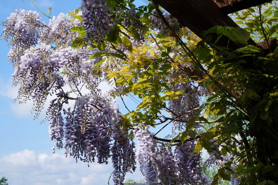 Kwitnąca glicynia (wisteria)