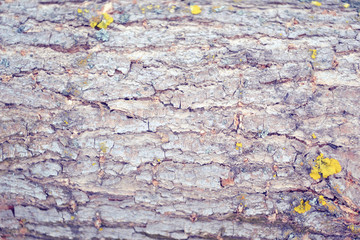 tree bark with lichen