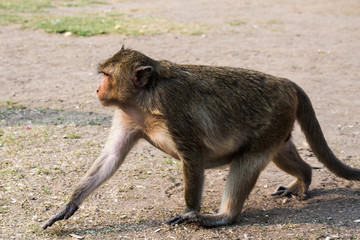 close up thai monkey in Triple Crown Castle,Phraphrangsamyod temple,Lopburi,Thailand.