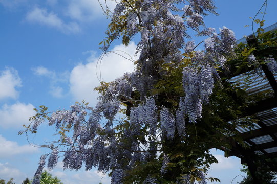 Kwitnąca glicynia (wisteria)