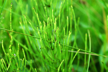 Obraz premium Equisetum arvense, common horsetail plant