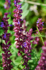 Beautiful purple flowers in a meadow in the spring